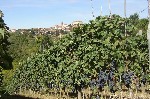 Profumo di vendemmia dalla collina di Tavoletto (Foto A. Cane 1951)