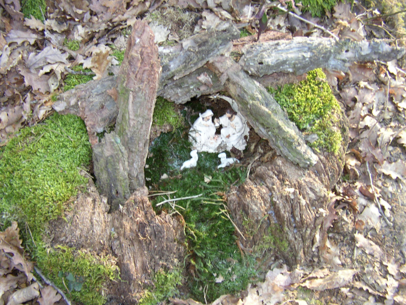 IL SENTIERO DEI PRESEPI 2014