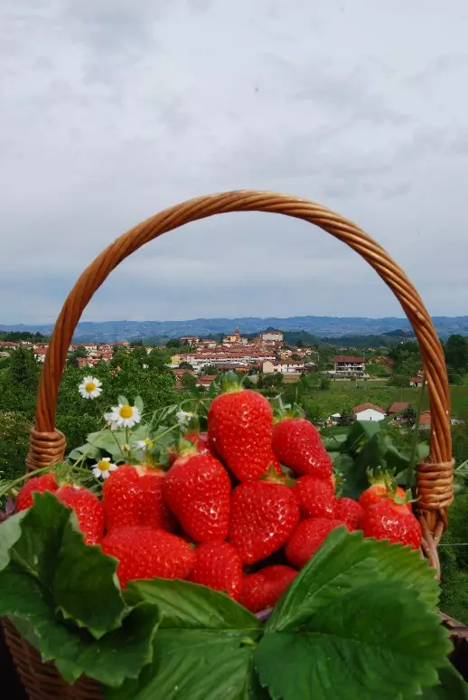 Sommariva Perno, il paese delle fragole (Foto di R. Bortignon)